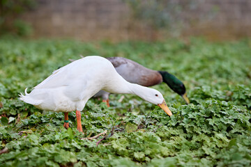 Two Indian runner ducks, one white and one mallard, forage for food in a lush green field. Their heads are down, actively pecking at the groundcover, showing natural feeding behavior.