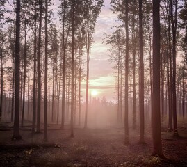 Misty Sunrise in a Peaceful Forest