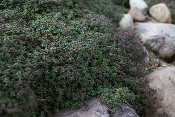 Thyme on the rocks in the garden