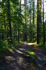 Sunlit Forest Path in Summer Woods vertical photo