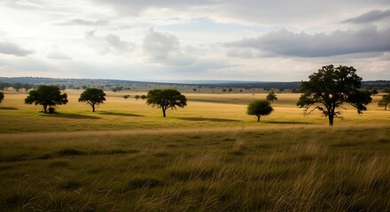 Obraz premium Golden Field Landscape with Scattered Trees and Overcast Sky.