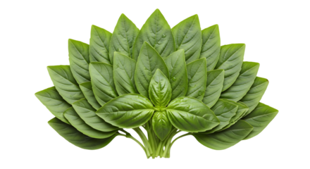 A bundle of fresh basil leaves arranged in a fan shape on white background.
