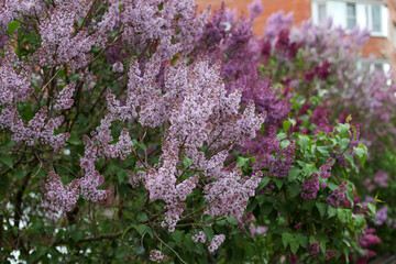 Lilac blossoms in the garden