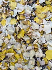 yellow fallen leaves background