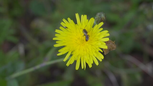 Macro View of Yellow Wildflower with Pollinating Insect &ndash; Symbol of Nature Balance and Biodiversity

