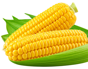  Twin Corn Ears – Natural Organic Produce PNG