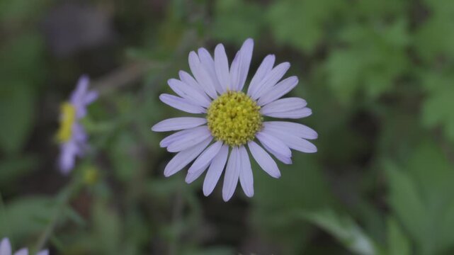 Close-up Series of Beautiful Wildflowers Blooming in Green Nature Field