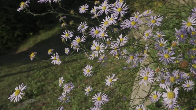 Close-up Series of Beautiful Wildflowers Blooming in Green Nature Field