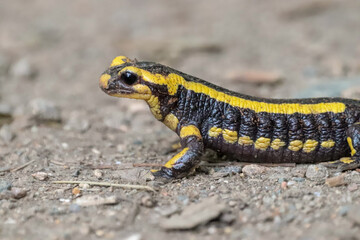 Salamandre