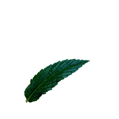 Obraz premium Fresh Green leaf with transparent background