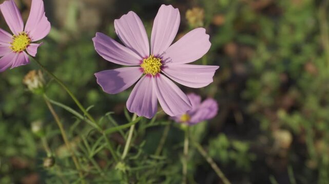 Close-up of Beautiful Pink Cosmos Flower Blooming in Green Garden Field Under Natural Sunlight