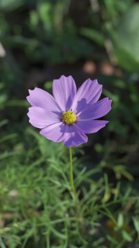 Close-up of Beautiful Pink Cosmos Flower Blooming in Green Garden Field Under Natural Sunlight