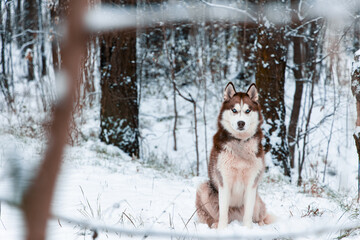 husky dog portrait looking at camera winter park nature snowy wood land nature environment space of cold December season