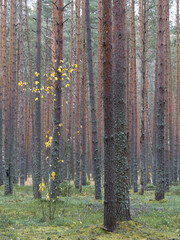 Clear pine autumn forest on a cloudy day.