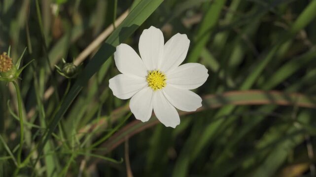 Close-up Series of Beautiful Wildflowers Blooming in Green Nature Field