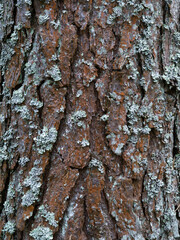 Pine tree bark texture background. Close up view.