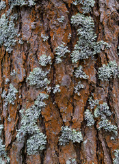 Pine tree bark texture background. Close up view.