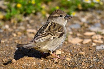 Haussperling // House sparrow (Passer domesticus) 