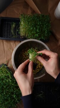 Hands harvesting microgreens over a metal bowl, fresh sprouts, kitchen prep, urban farming, homegrown greens, garnish, craft paper, natural light view, sustainable food, mindful cooking