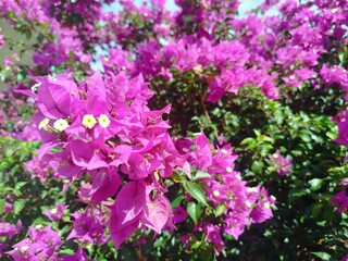 bougainville flower colourful in a garden, sun bright, and green leaves