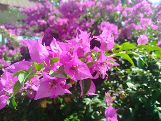 bougainville flower colourful in a garden, sun bright, and green leaves