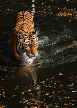 Ein sibirischer Tiger durchstreift sein Gehege im Tierpark
