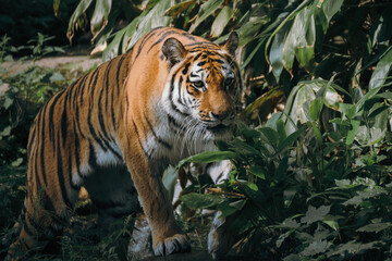 Ein sibirischer Tiger durchstreift sein Gehege im Tierpark