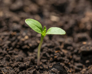 Tiny green sprout emerges from rich dark soil symbolizing new beginnings, growth, and hope in a sustainable future