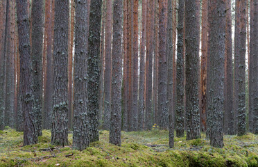 Clear pine autumn forest on a cloudy day.