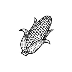 Hand Drawn Sketch of Corn Cob with Detailed Husk