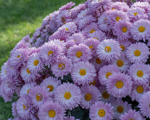 Vibrant cluster of delicate pink chrysanthemums with bright yellow centers bloom under soft natural light