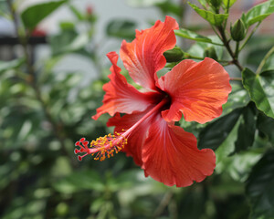Vibrant scarlet hibiscus flower with intricate stamen detail blooming vibrantly in lush green garden setting