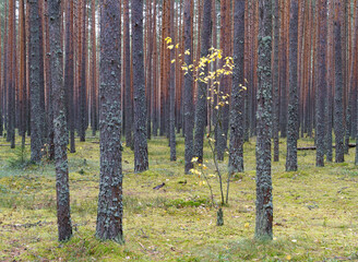 Clear pine autumn forest on a cloudy day.