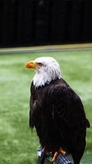 Bald eagle on Estádio da Luz pitch, Lisbon, Portugal