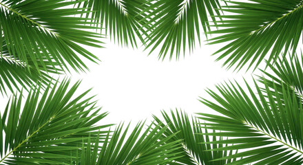 Palm leaves frame isolated on transparent background with copy space