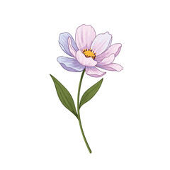 Delicate watercolor illustration of a single pink and purple cosmos flower with green leaves on a white background.