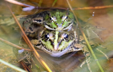 La reproduction chez la grenouille