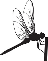 Silhouette of a detailed dragonfly perched on a thin stem showcasing delicate wing veins and insect anatomy.