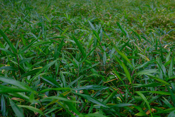 Dense patch of green grass or leafy plants growing outdoors with a natural, fresh appearance