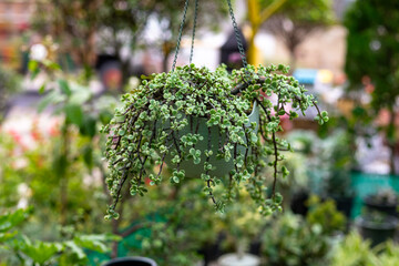 Portulacaria afra mediopicta Variegated Elephant Bush in Green Hanging Pot