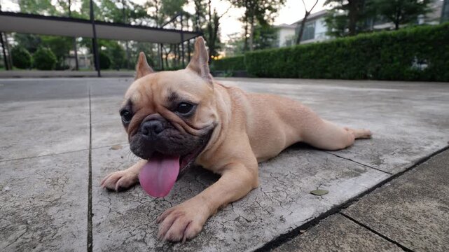 Slow motion portrait of cute fawn French Bulldog lying flat on concrete surface in suburban park square, panting with her tongue out while cooling down in funny sploot position.