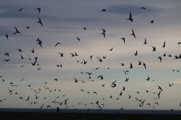Large number of arctic terns flying above their nesting colony under a pastel evening sky, Iceland