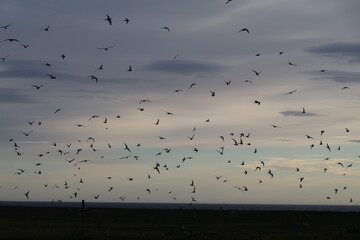 Large number of arctic terns flying above their nesting colony under a pastel evening sky, Iceland