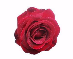 Stunning deep red rose with delicate water droplets, symbolizing passion and romance, perfect for elegant designs and heartfelt expressions.