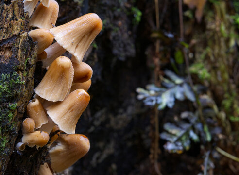 Group of mushrooms growing on a tree trunk in the autumn forest.