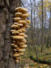 Mushrooms, growing on a tree trunk in the autumn forest.