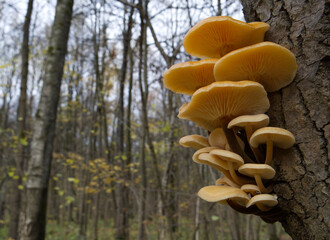 Mushrooms, growing on a tree trunk in the autumn forest.