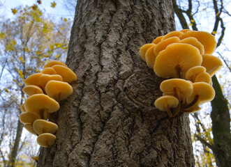 Mushrooms, growing on a tree trunk in the autumn forest.