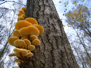 Mushrooms, growing on a tree trunk in the autumn forest.