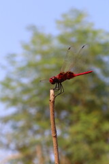 dragonfly on a branch